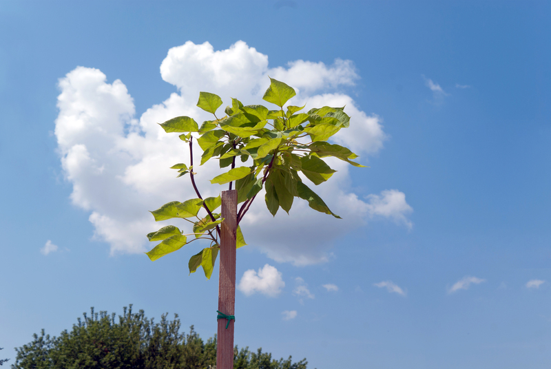 Green Up Your Outdoor Space with the Best Tall-Potted Plants for Privacy