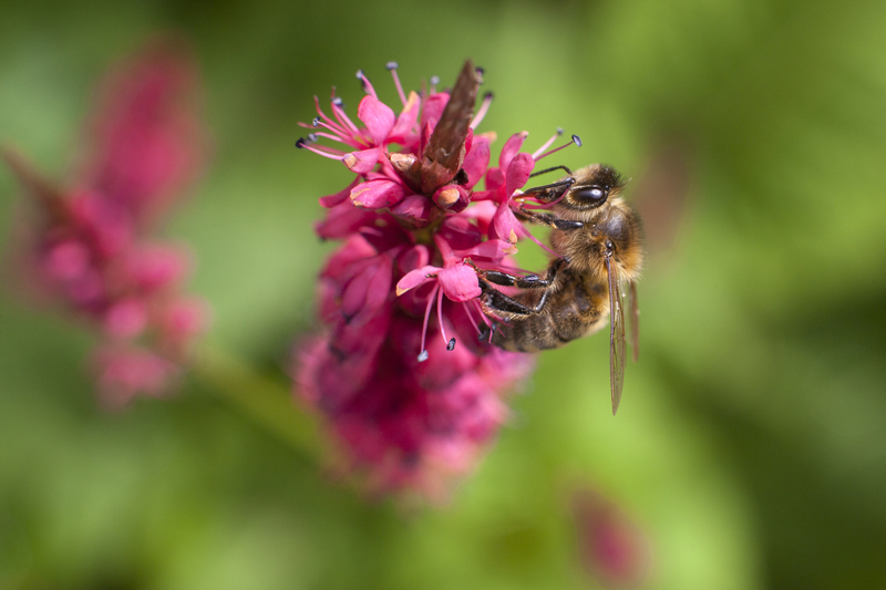 garden design Garden
